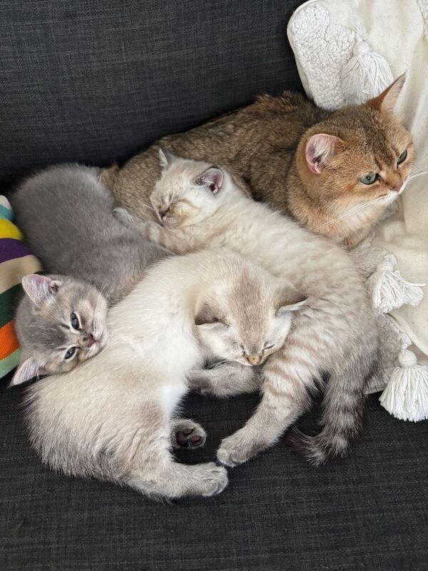 Pure British shorthair kitten