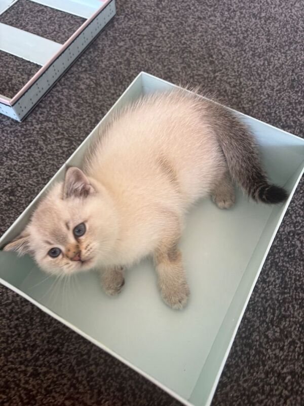 Pure British shorthair kitten - Image 2 of 4