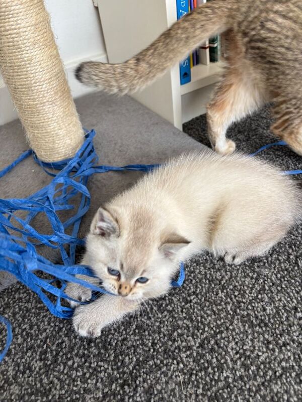 Pure British shorthair kitten - Image 3 of 4