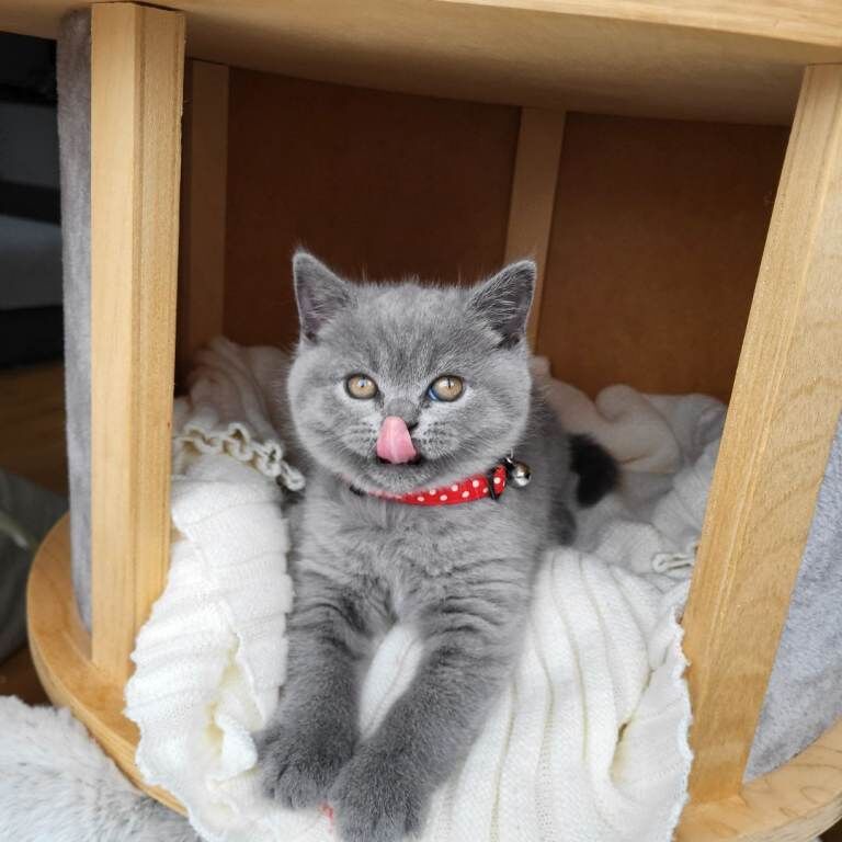 Pure British shorthair kitten - Image 2 of 6