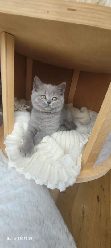 Pure British shorthair kitten - Image 3 of 6