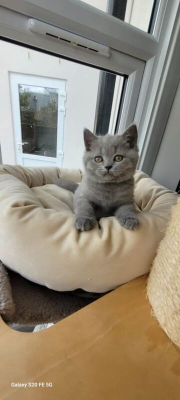 Pure British shorthair kitten - Image 4 of 6