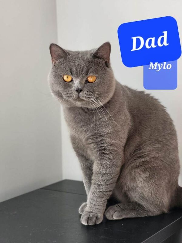 Pure British shorthair kitten - Image 5 of 6