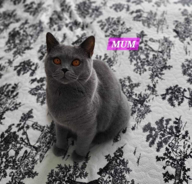 Pure British shorthair kitten - Image 6 of 6