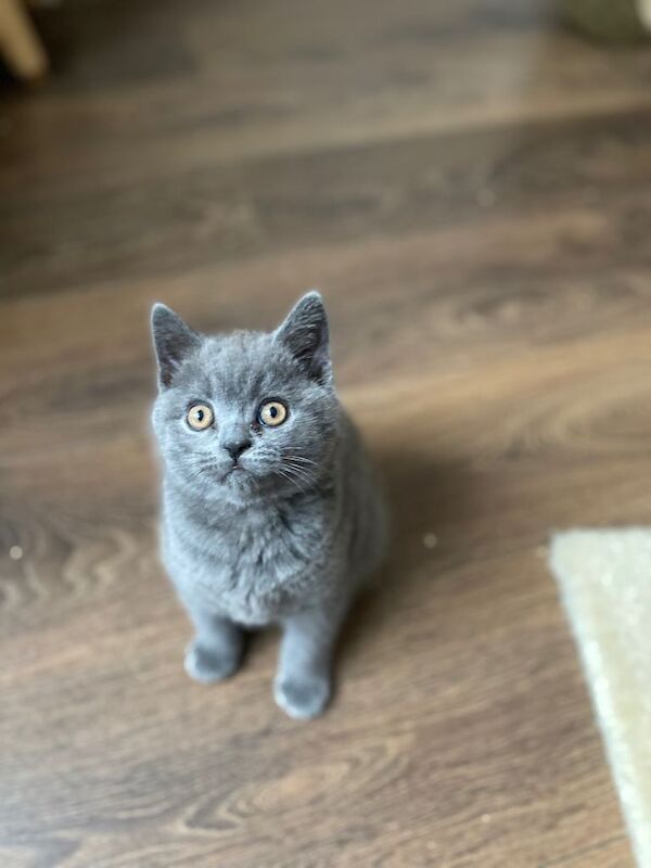 British Shorthair Kittens For Sale