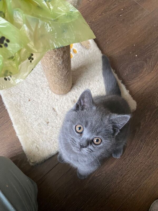 Pure British Shorthair Kitten one male left - Image 2 of 4