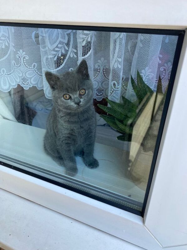 Pure British Shorthair Kitten one male left - Image 3 of 4