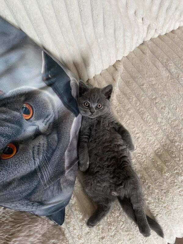 Pure British Shorthair Kitten one male left - Image 4 of 4