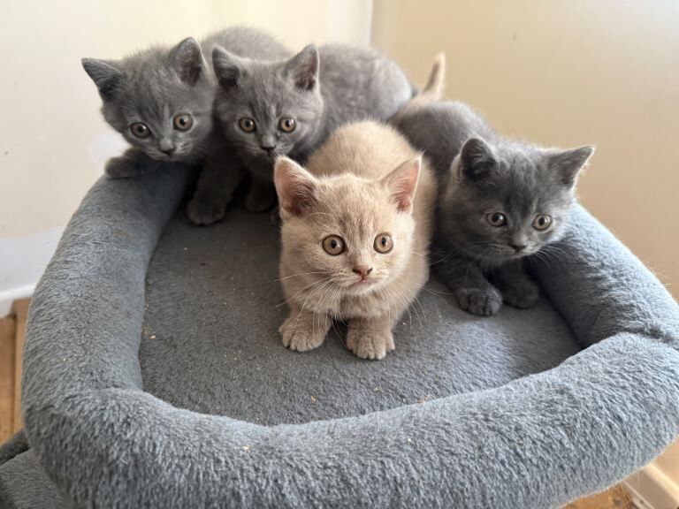 Pure British Shorthair Kittens 2 Boys & 2 Girls Blue & Lilac Family Raised