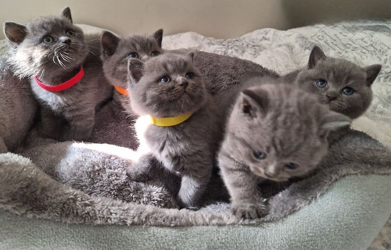 Pure British Shorthair kittens for sale in Earlsheaton, West Yorkshire