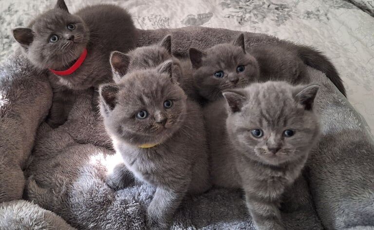 Pure British Shorthair kittens for sale in Earlsheaton, West Yorkshire | Image 2