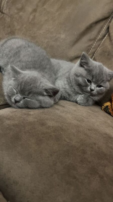 British Shorthair kittens for sale in Bradford, West Yorkshire – 7 weeks old