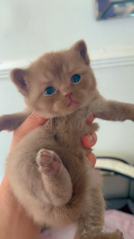 British Shorthair kittens for sale in Old Trafford, Greater Manchester – 4 weeks old