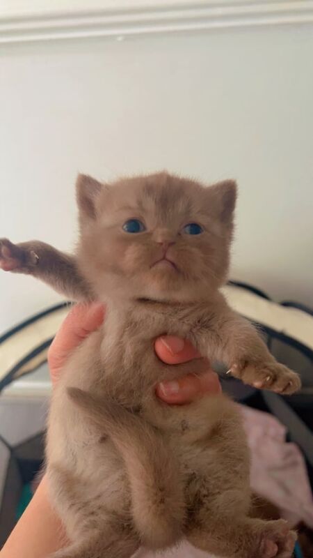 British Shorthair kittens for sale in Old Trafford, Greater Manchester – 4 weeks old - Image 2 of 3