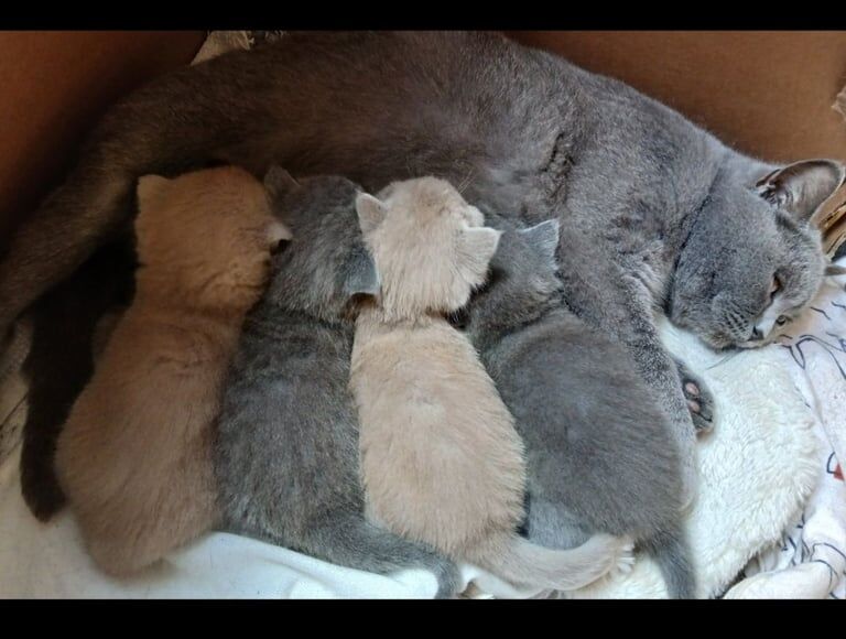 Pure Full Pedigree British Shorthair kittens,blue lilac for sale in Edmonton, Greater London