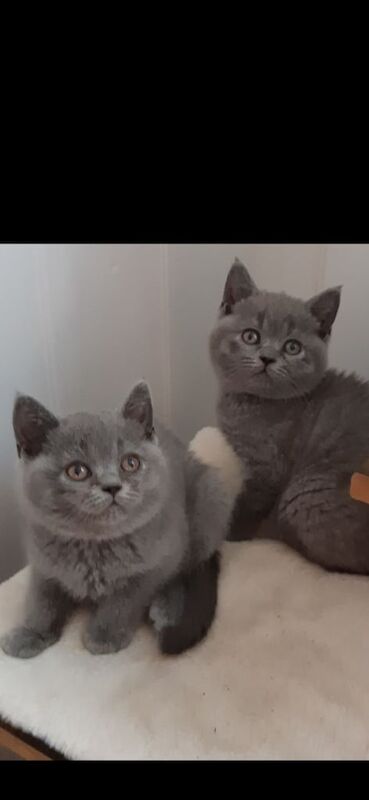 Pure Full Pedigree British Shorthair kittens,blue lilac for sale in Edmonton, Greater London | Image 2
