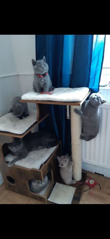 Pure Full Pedigree British Shorthair kittens,blue lilac for sale in Edmonton, Greater London | Image 3