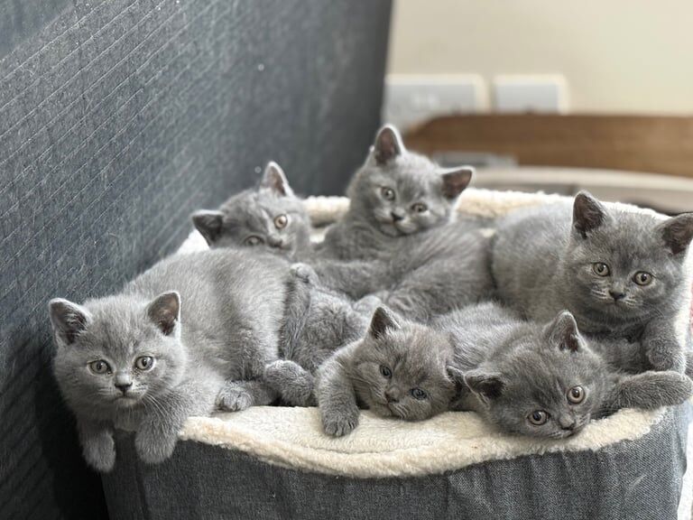 🏡 Purebred British Shorthair Kittens – Litter Trained & Ready for Loving Homes 🐾 for sale in Dagenham, Greater London