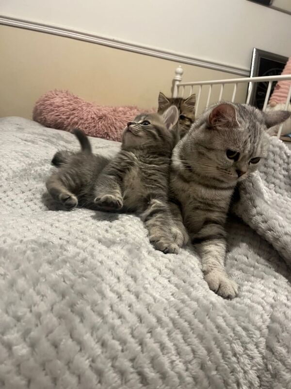 British Shorthair kittens for sale in Christchurch, Dorset – 11 weeks old