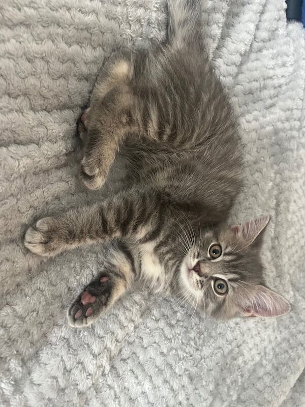 British Shorthair kittens for sale in Christchurch, Dorset – 11 weeks old - Image 3 of 3