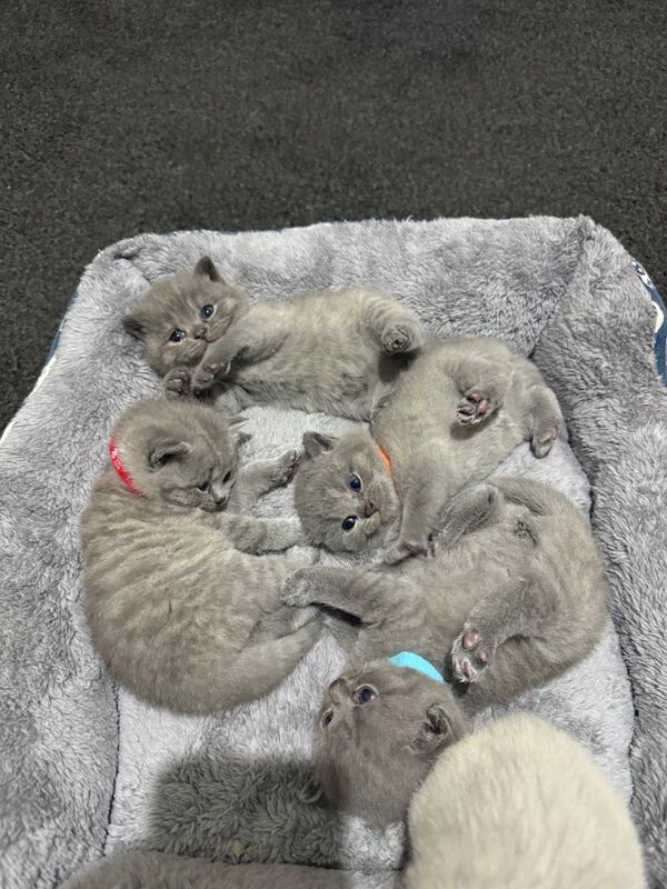 Purebred chunky BSH kittens