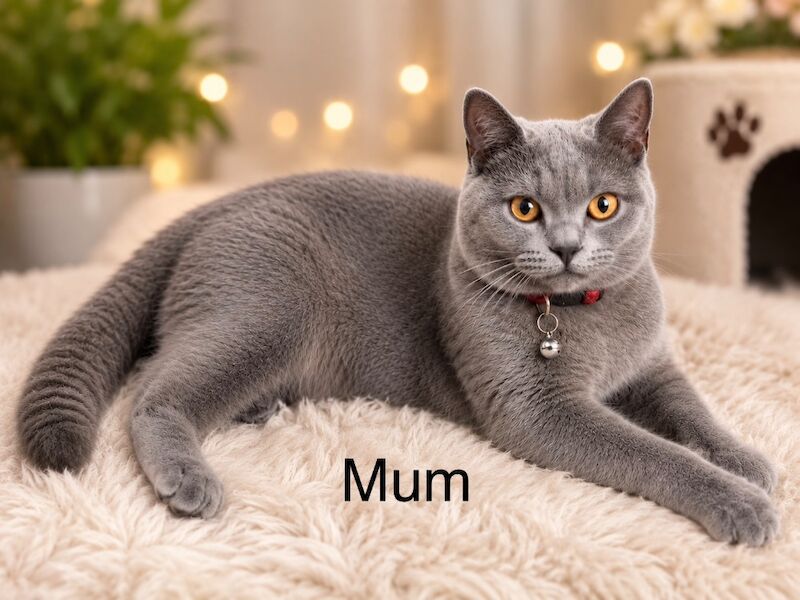 Purebred chunky BSH kittens - Image 2 of 8