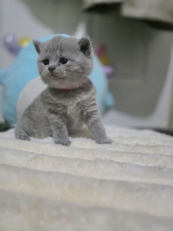 Purebred chunky BSH kittens - Image 3 of 8