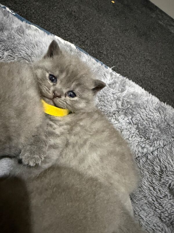 Purebred chunky BSH kittens - Image 4 of 8