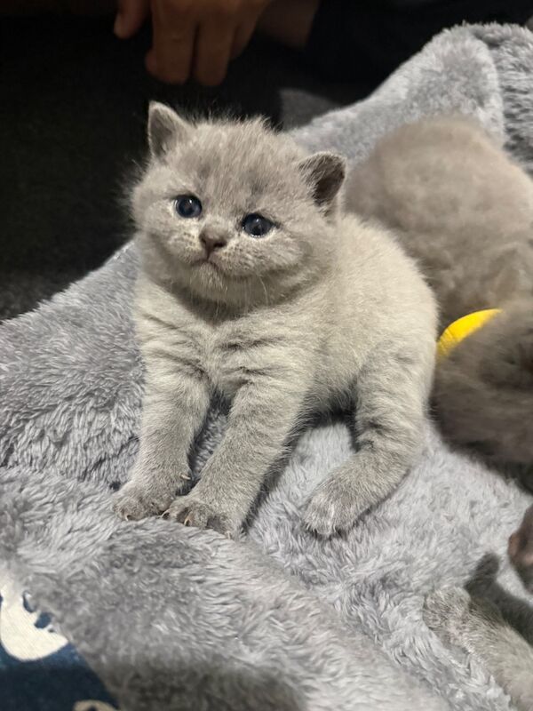 Purebred chunky BSH kittens - Image 5 of 8