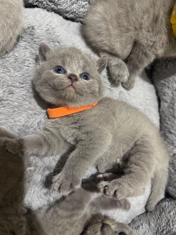 Purebred chunky BSH kittens - Image 6 of 8
