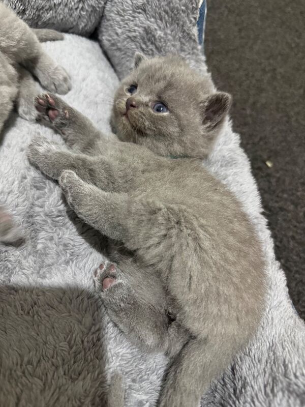 Purebred chunky BSH kittens - Image 7 of 8