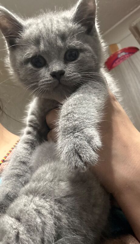 Purebred chunky BSH kittens