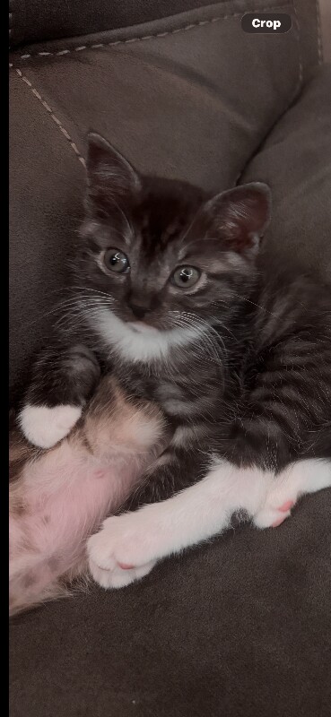 British Shorthair kittens for sale in Barking, Greater London – 9 weeks old