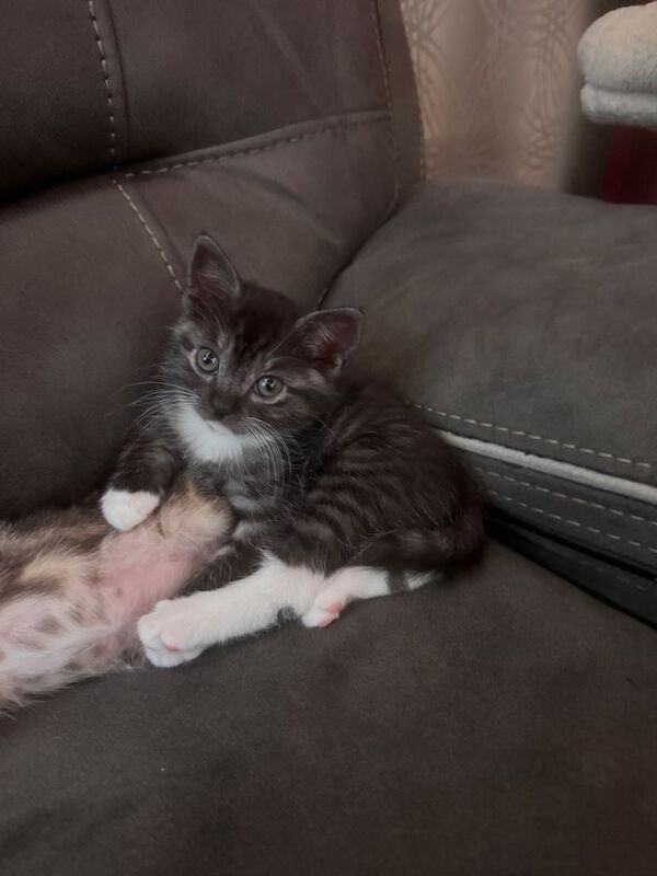 Ragdol and Scottish shorthair - Image 2 of 4