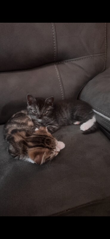 Ragdol and Scottish shorthair - Image 3 of 4