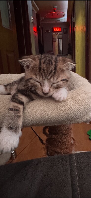 Ragdol and Scottish shorthair - Image 4 of 4