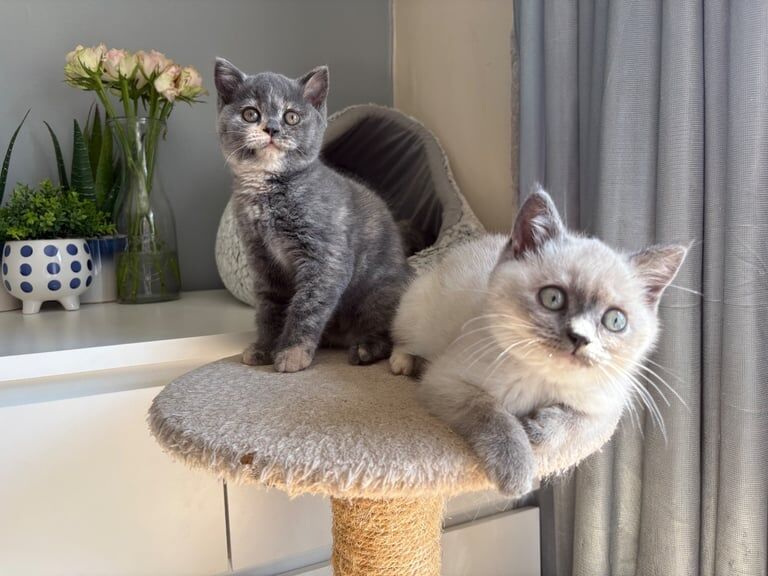 ragdoll and british shorthair for sale in Hadlow, Kent