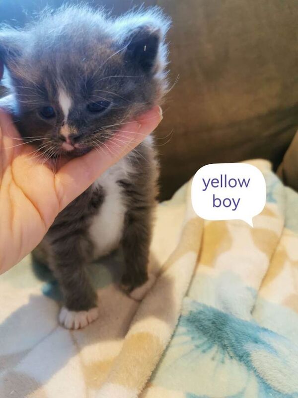 British Shorthair Kittens For Sale