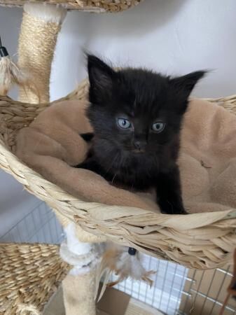British Shorthair kittens for sale in Bicester, Oxfordshire – 1 year old - Image 2 of 5