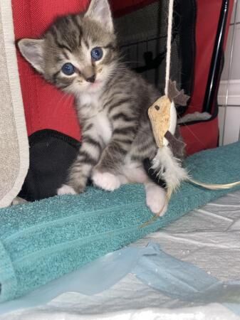 British Shorthair kittens for sale in Bicester, Oxfordshire – 1 year old - Image 3 of 5