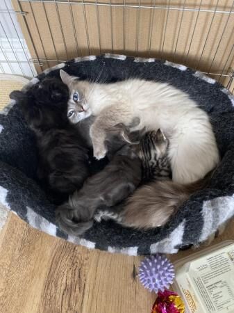 British Shorthair kittens for sale in Bicester, Oxfordshire – 1 year old - Image 4 of 5