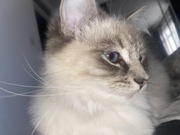 British Shorthair kittens for sale in Bicester, Oxfordshire – 1 year old - Image 5 of 5