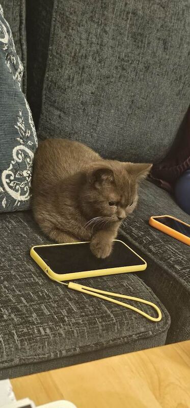 British Shorthair kittens for sale in Sheldon, West Midlands – 1 year old - Image 2 of 5