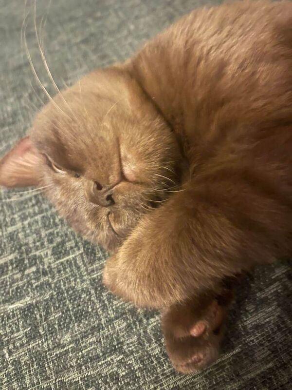 British Shorthair kittens for sale in Sheldon, West Midlands – 1 year old - Image 3 of 5