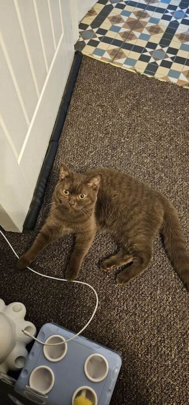 British Shorthair kittens for sale in Sheldon, West Midlands – 1 year old - Image 4 of 5