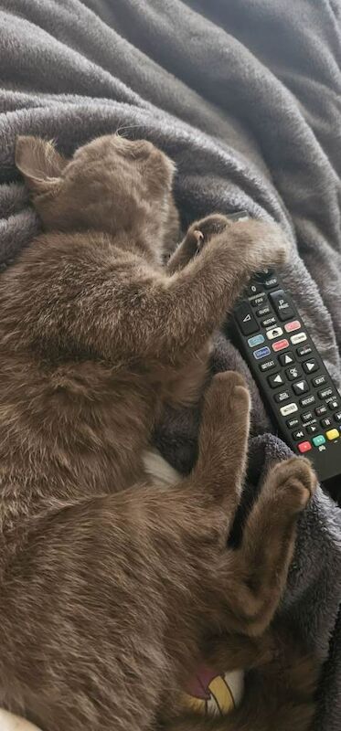 British Shorthair kittens for sale in Sheldon, West Midlands – 1 year old - Image 5 of 5