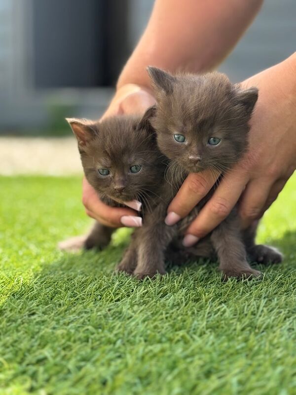 *RARE* brown kittens for sale! for sale in Egham, Surrey