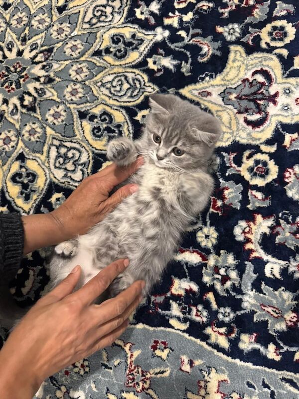 British Shorthair kittens for sale in Ilford, Greater London – 10 weeks old