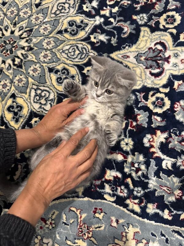British Shorthair kittens for sale in Ilford, Greater London – 10 weeks old - Image 2 of 4