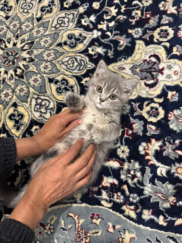British Shorthair kittens for sale in Ilford, Greater London – 10 weeks old - Image 3 of 4